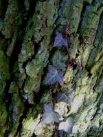 Holz